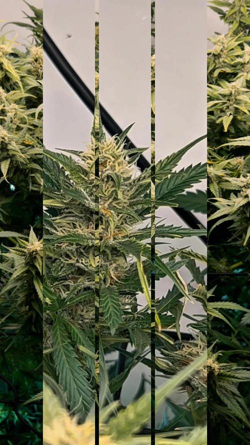 Fast Buds BPP AF-LIVING SOIL