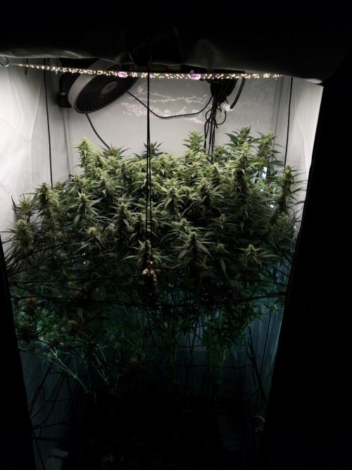 Fast Buds BPP AF-LIVING SOIL. Week 11 - After trimmimg