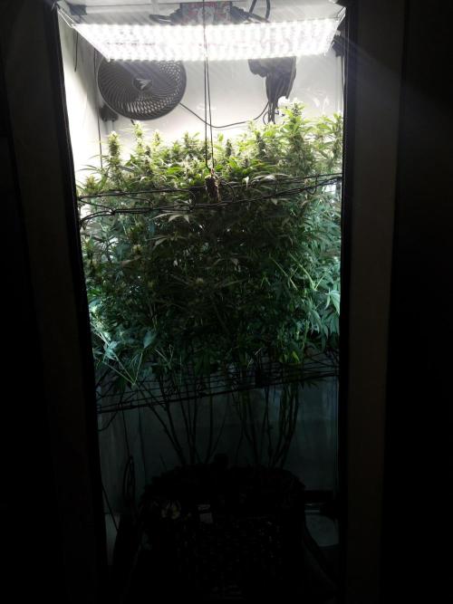 Fast Buds BPP AF-LIVING SOIL. Week 11 - Before trimming