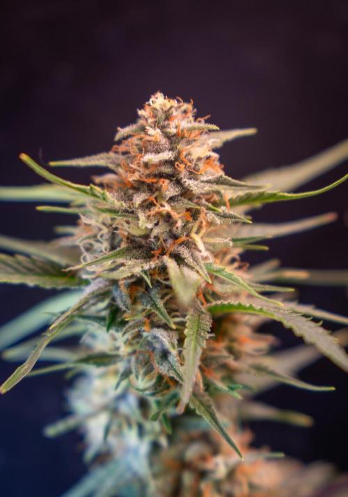 Fast Buds BPP AF-LIVING SOIL. Week 12