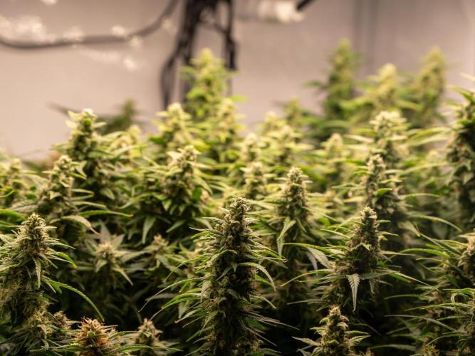 Fast Buds BPP AF-LIVING SOIL. Week 12