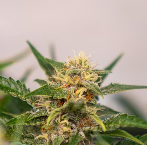 Fast Buds BPP AF-LIVING SOIL. Week 12