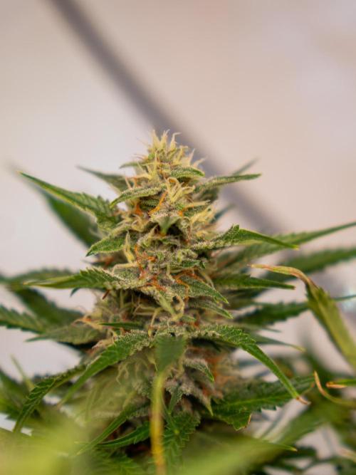 Fast Buds BPP AF-LIVING SOIL. Week 12