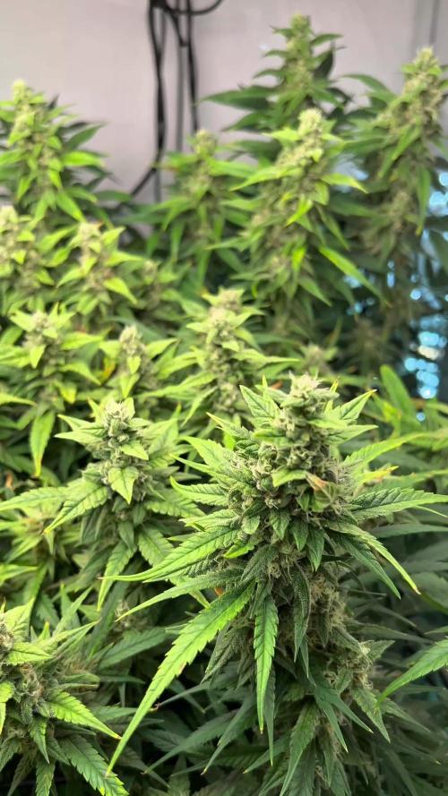 Fast Buds BPP AF-LIVING SOIL