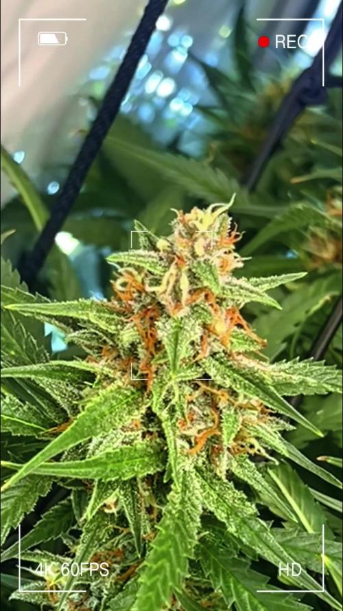 Fast Buds BPP AF-LIVING SOIL