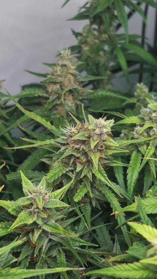 Fast Buds BPP AF-LIVING SOIL