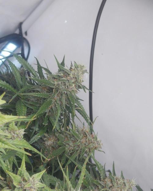 Fast Buds BPP AF-LIVING SOIL. Week 13