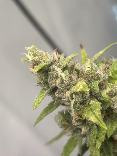 Fast Buds BPP AF-LIVING SOIL. Week 13