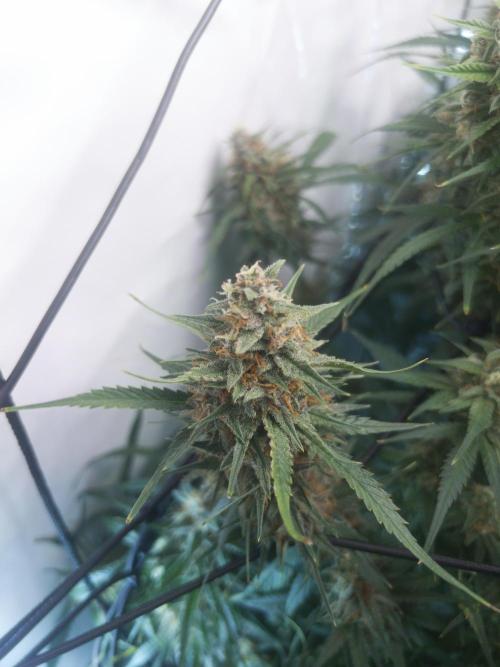 Fast Buds BPP AF-LIVING SOIL. Week 13