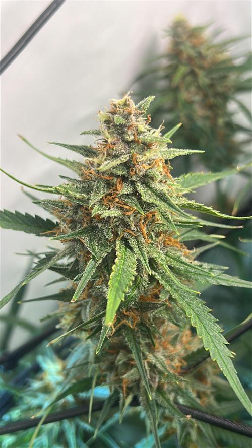 Fast Buds BPP AF-LIVING SOIL. Week 13