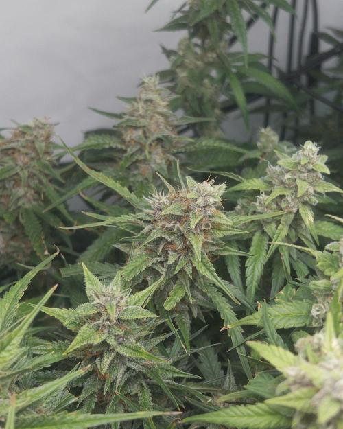 Fast Buds BPP AF-LIVING SOIL. Week 13