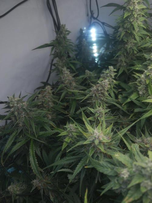 Fast Buds BPP AF-LIVING SOIL. Week 13