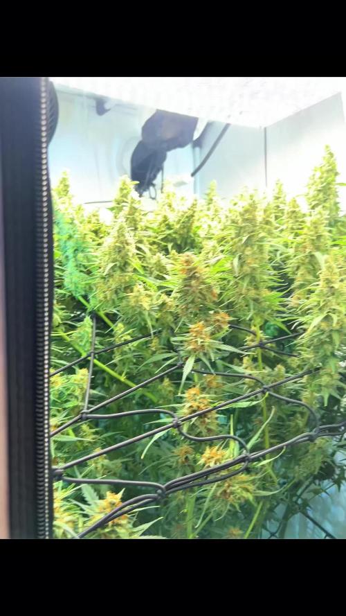 Fast Buds BPP AF-LIVING SOIL