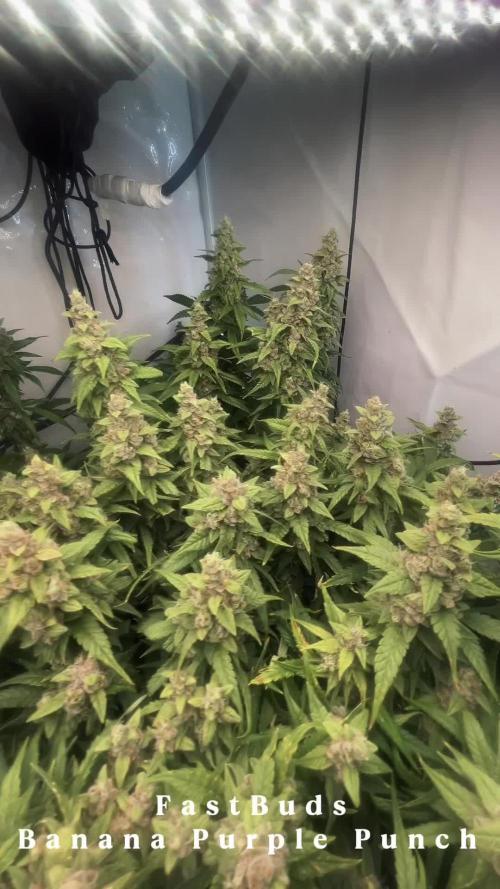 Fast Buds BPP AF-LIVING SOIL