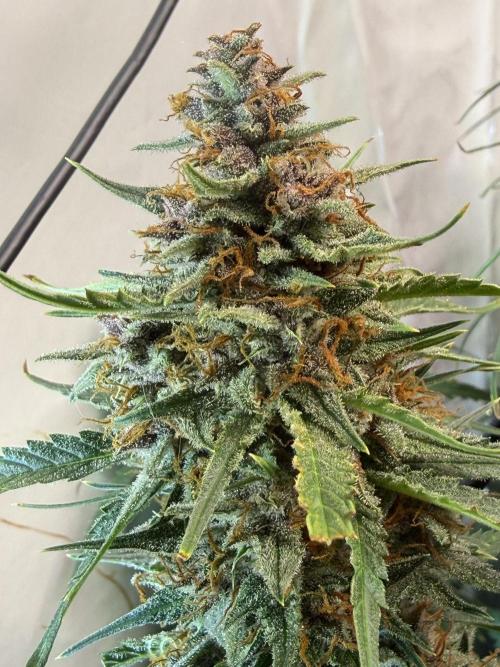 Fast Buds BPP AF-LIVING SOIL. Week 14