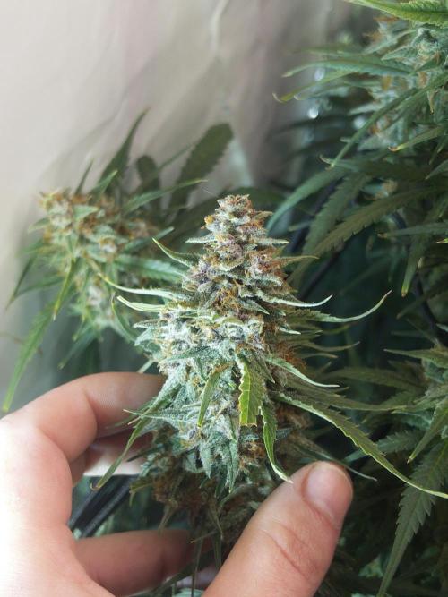 Fast Buds BPP AF-LIVING SOIL. Week 14