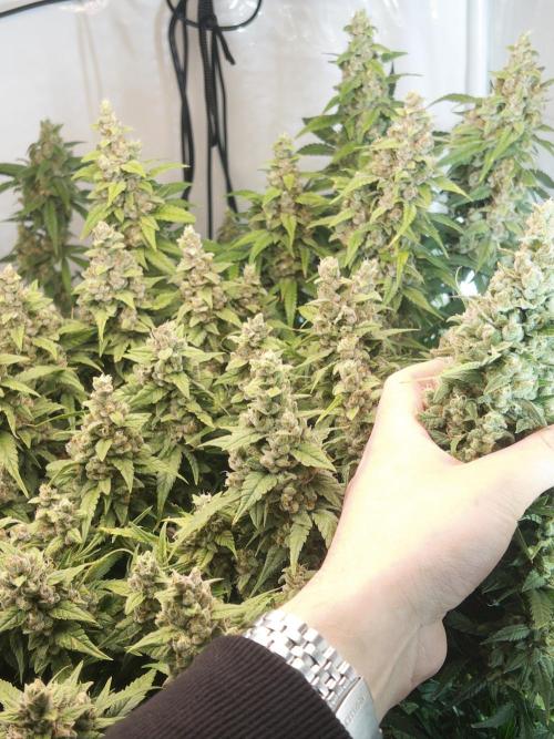 Fast Buds BPP AF-LIVING SOIL. Week 14