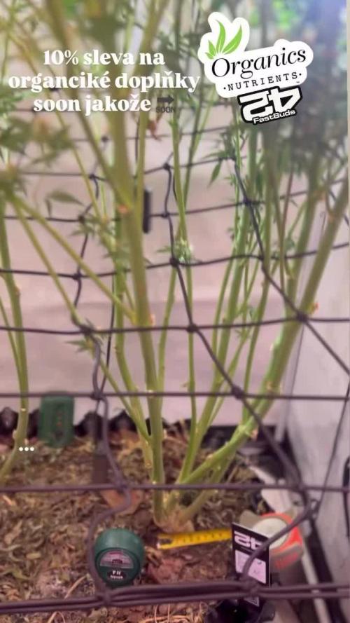 Fast Buds BPP AF-LIVING SOIL