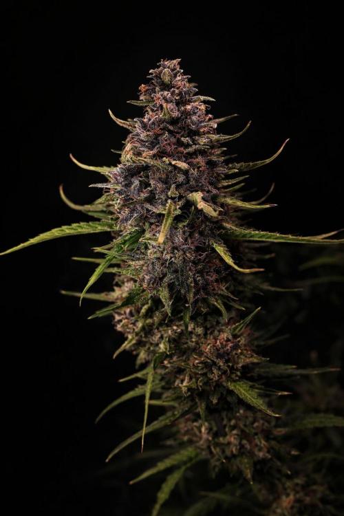 Fast Buds BPP AF-LIVING SOIL. Week 15