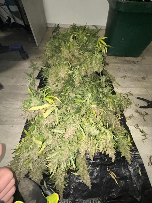 Fast Buds BPP AF-LIVING SOIL. Week 16