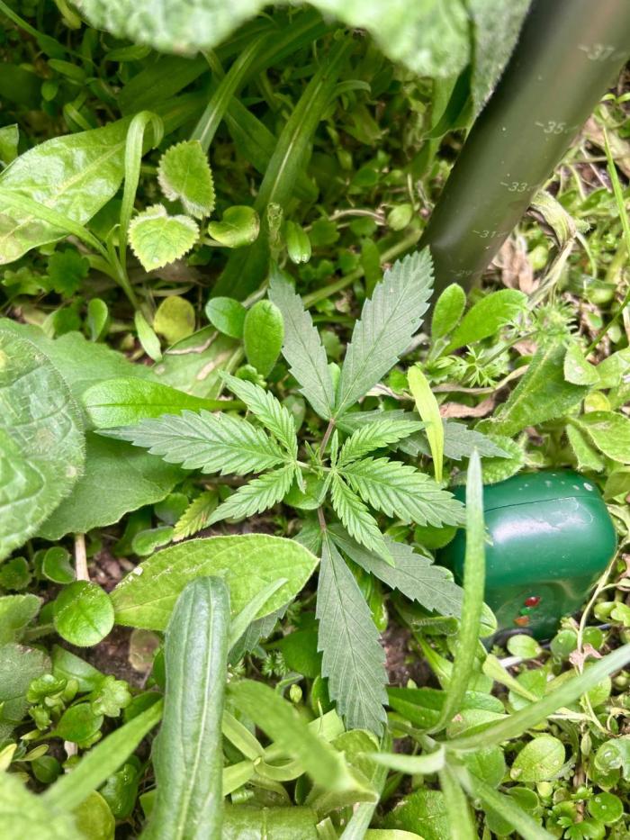 Gorilla Strawberry 🦍🍓. Week 1 - April 18

