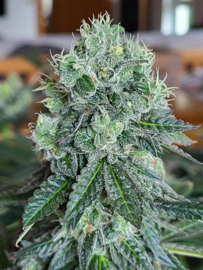 Jack Herer Sensi Seeds - The original J. Week 18