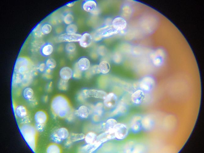 RQS White Widow + OG Kush. Week 12 - Looked at some trichomes yesterday. The first once are getting milky