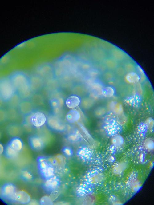 RQS White Widow + OG Kush. Week 12