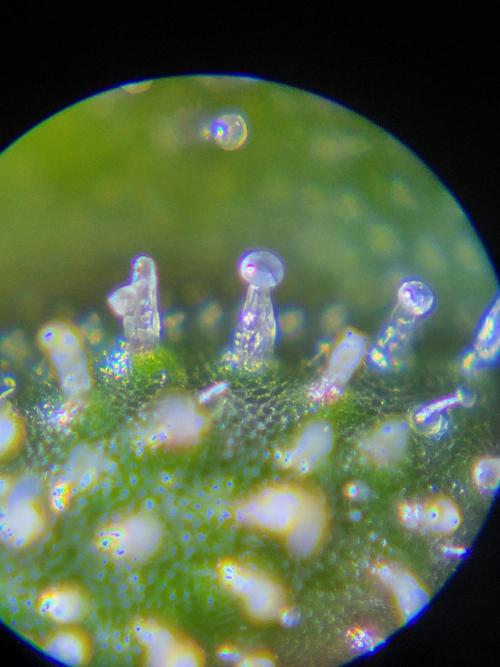 RQS White Widow + OG Kush. Week 12