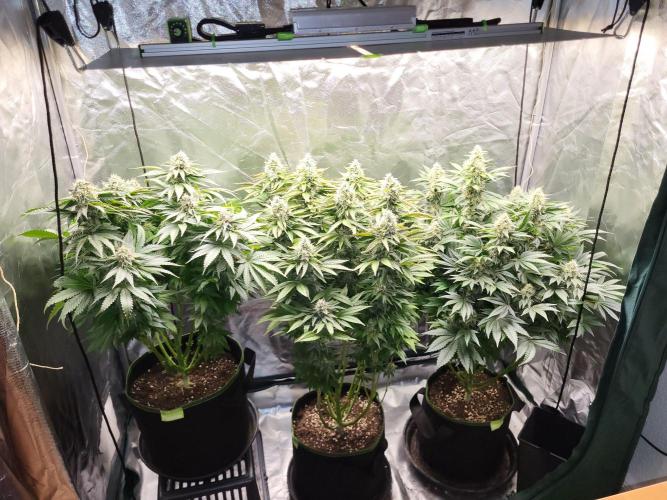 RQS White Widow + OG Kush. Week 12 - Not too shabby for BW6