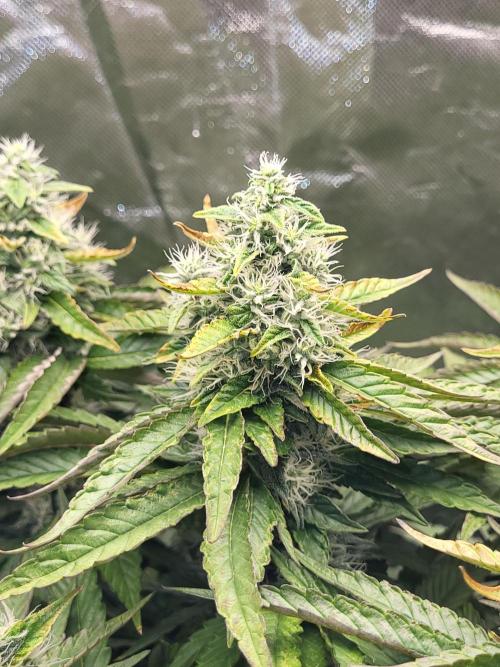 RQS White Widow + OG Kush. Week 12 - One of the three gets dry/brown leaves. I'd say thats normal in autumn :)