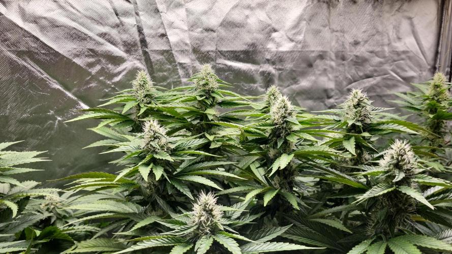 RQS White Widow + OG Kush. Week 12