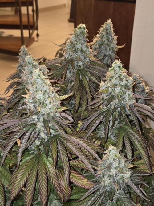 RQS White Widow + OG Kush. Week 14