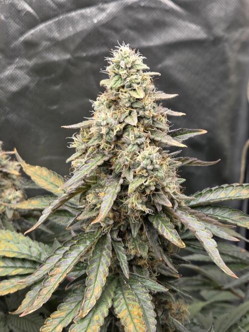 RQS White Widow + OG Kush. Week 14