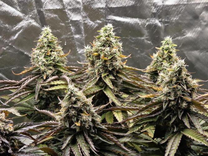 RQS White Widow + OG Kush. Week 14