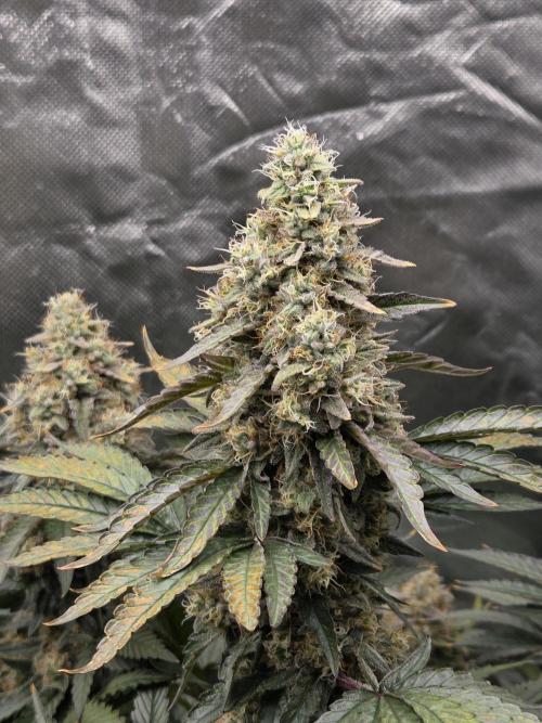 RQS White Widow + OG Kush. Week 14