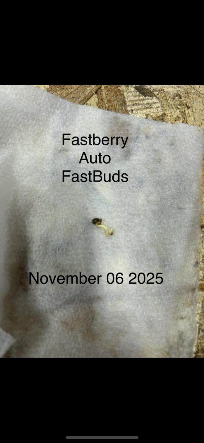 Fastbuds Fastberry Auto. Week 0
