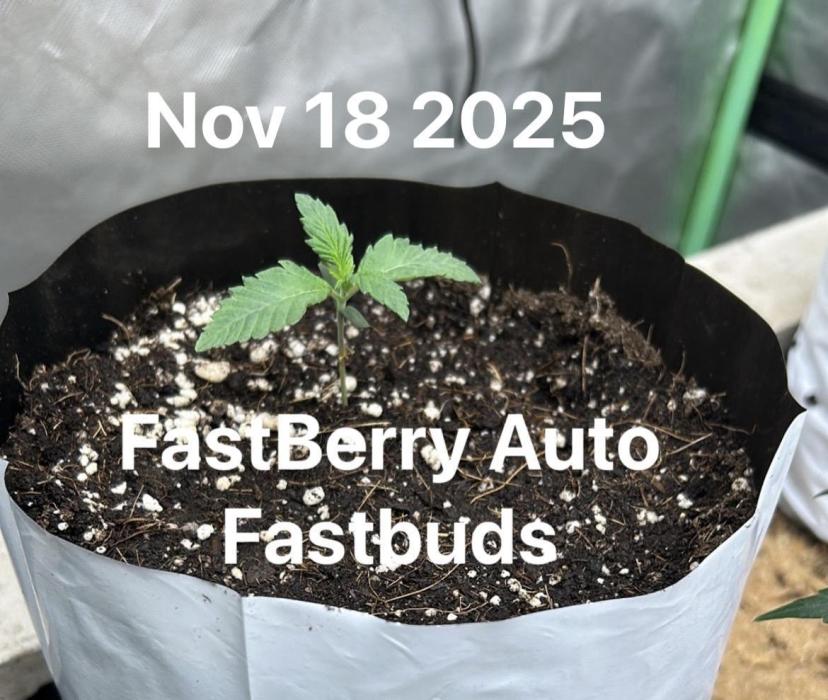 Fastbuds Fastberry Auto. Week 2