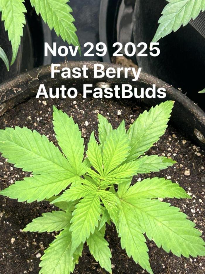 Fastbuds Fastberry Auto. Week 3 - Just topped her today 