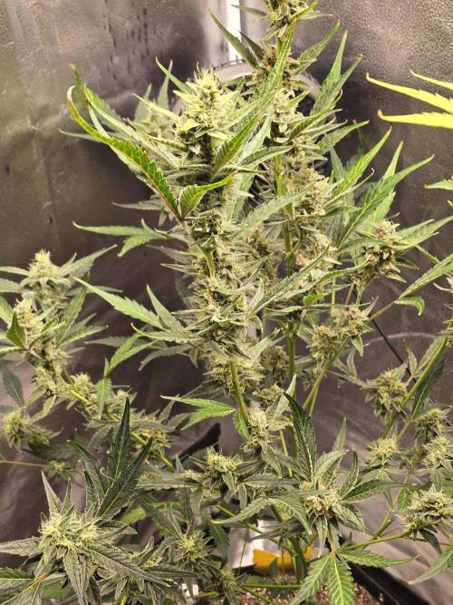 Gorilla Cookies + Frostbanger Autos. Week 8 - Gorilla cookies 