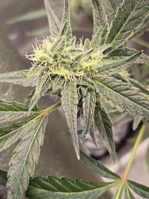 Gorilla Cookies + Frostbanger Autos. Week 8 - Gorilla cookies 