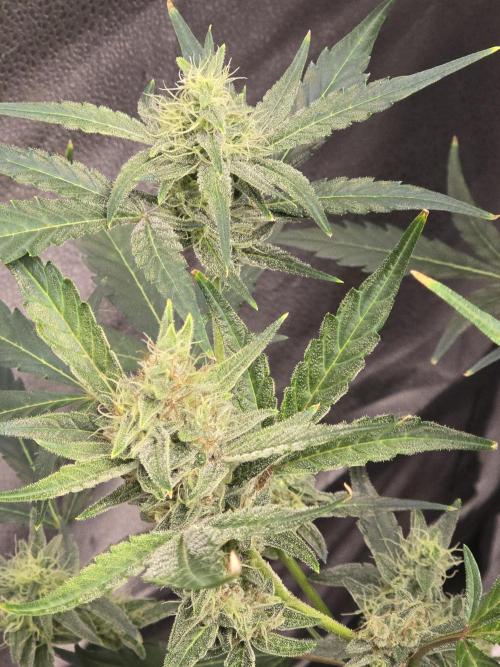 Gorilla Cookies + Frostbanger Autos. Week 8 - Gorilla cookies 