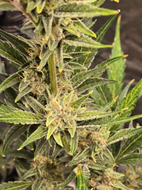 Gorilla Cookies + Frostbanger Autos. Week 8 - Gorilla cookies 