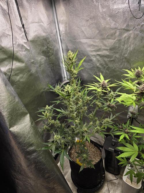 Gorilla Cookies + Frostbanger Autos. Week 8 - Gorilla cookies 