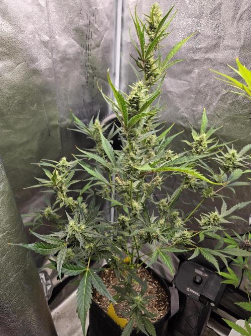 Gorilla Cookies + Frostbanger Autos. Week 8 - Gorilla cookies 