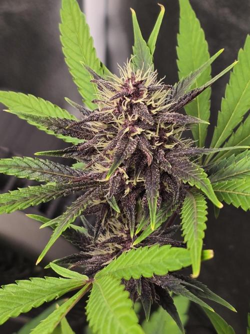 Gorilla Cookies + Frostbanger Autos. Week 8 - Frostbanger 