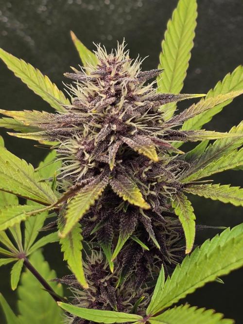 Gorilla Cookies + Frostbanger Autos. Week 8 - Frostbanger 