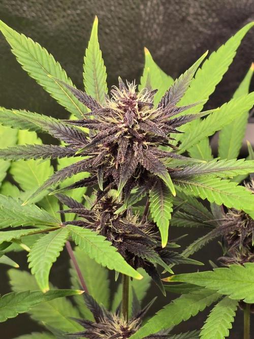 Gorilla Cookies + Frostbanger Autos. Week 8 - Frostbanger 