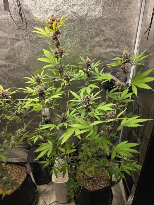 Gorilla Cookies + Frostbanger Autos. Week 8 - Frostbanger 