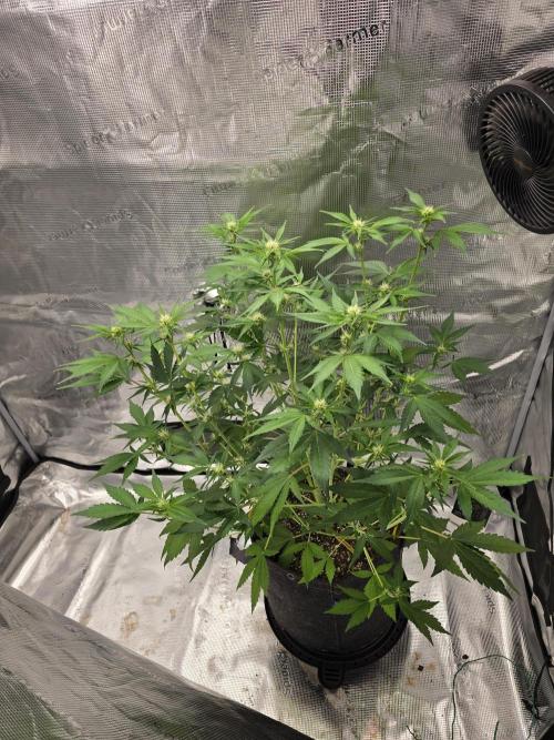 Banana Purple Punch auto. Week 6 - Banana Purple Punch 